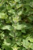 Stinging Nettle (Urtica dioica) 881