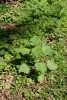 Stinging Nettle (Urtica dioica) 882