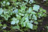 Watercress (Rorippa nasturtium-aquaticum) 816