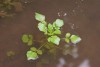 Watercress (Rorippa nasturtium-aquaticum) 817