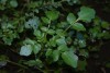 Watercress (Rorippa nasturtium-aquaticum) 818