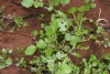 Watercress (Rorippa nasturtium-aquaticum) 820