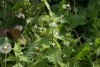 White Dead-nettle (Lamium album) 862