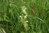 White Dead-nettle (Lamium album) 863