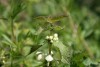 White Dead-nettle (Lamium album) 865