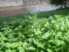 White Dead-nettle (Lamium album) 866