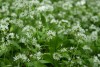 Wild Garlic (Allium ursinum) 810