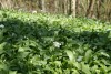 Wild Garlic (Allium ursinum) 811