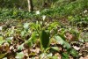 Wild Garlic (Allium ursinum) 812