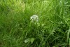 Wild Garlic (Allium ursinum) 814