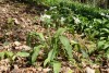 Wild Garlic (Allium ursinum) 815