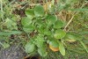 Winter Cress (Barbarea Vulgaris) 777