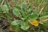 Winter Cress (Barbarea Vulgaris) 778