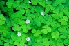 Wood Sorrel (Oxalis acetosella) 912