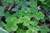 Wood Sorrel (Oxalis acetosella) 913