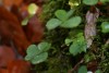 Wood Sorrel (Oxalis acetosella) 915