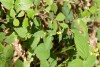 Yellow Dead-nettle (Lamiastrum galeobdolon) 870