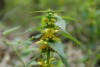 Yellow Dead-nettle (Lamiastrum galeobdolon) 871