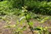 Yellow Dead-nettle (Lamiastrum galeobdolon) 872