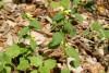 Yellow Dead-nettle (Lamiastrum galeobdolon) 873