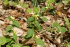 Yellow Dead-nettle (Lamiastrum galeobdolon) 874